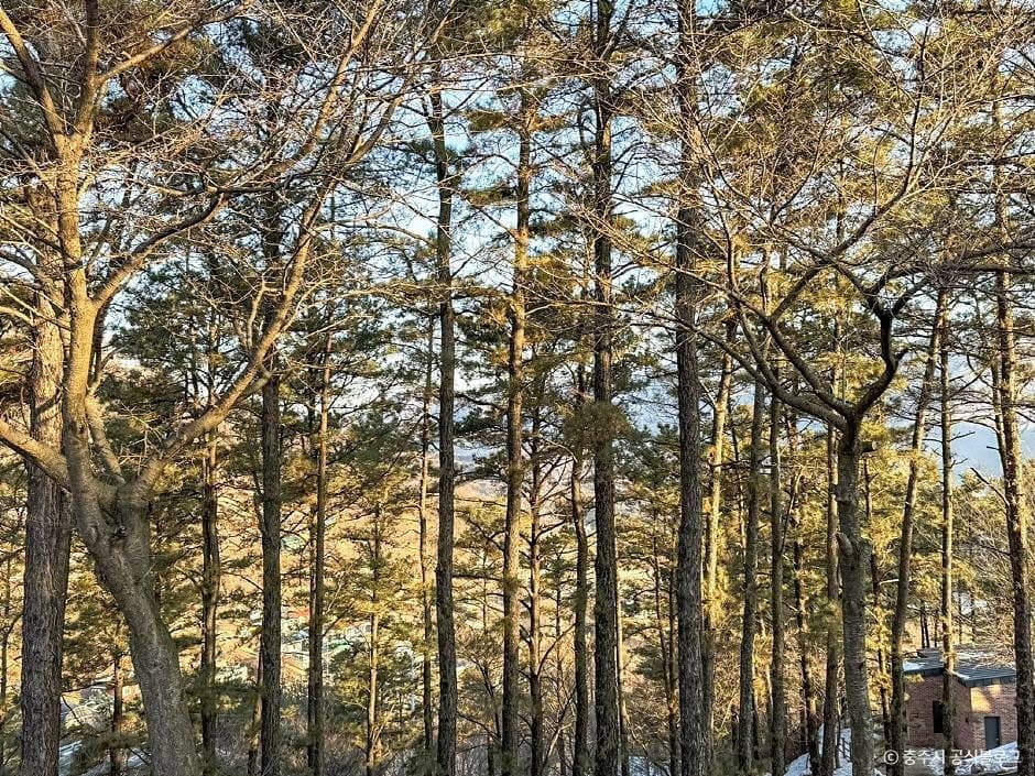 충주_계명산 자연휴양림 (7)