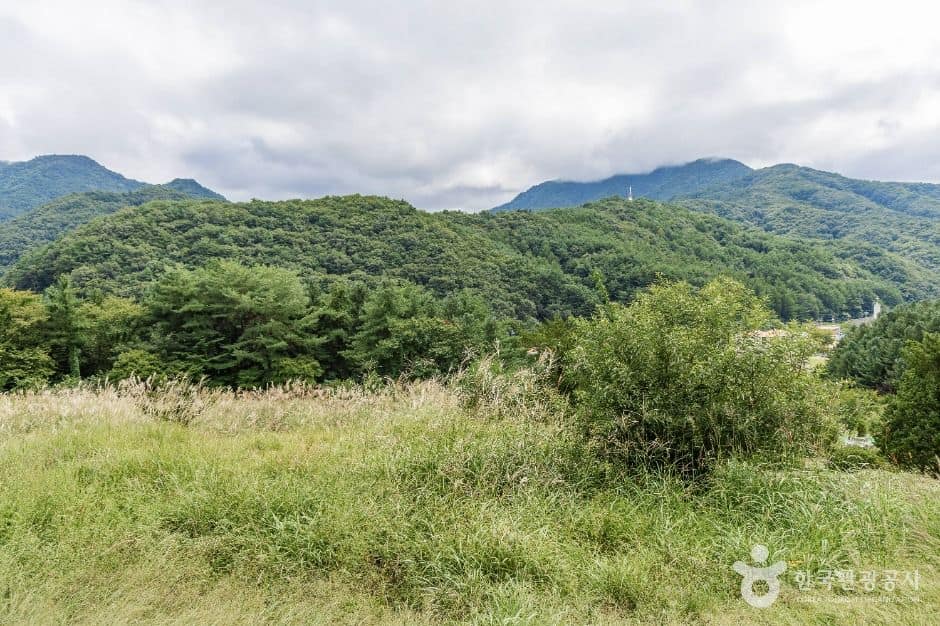 무주_무주 삼공리반송 (6)