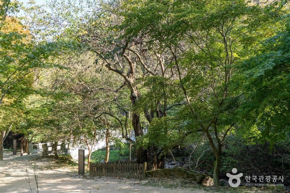 순창_강천사 모과나무 (1)