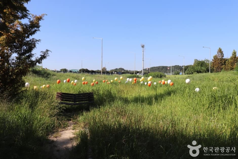 회덕메타세쿼이아길 (9)