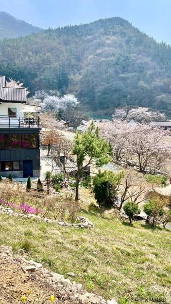 완주_소양벚꽃길 (2)