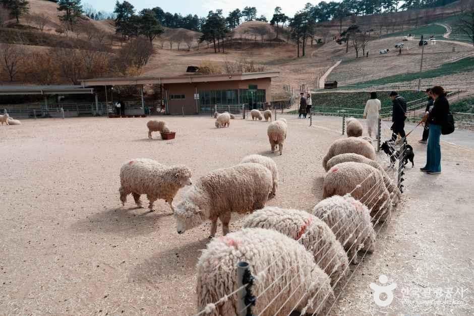 전남_구례_지리산치즈랜드_체험.jpg