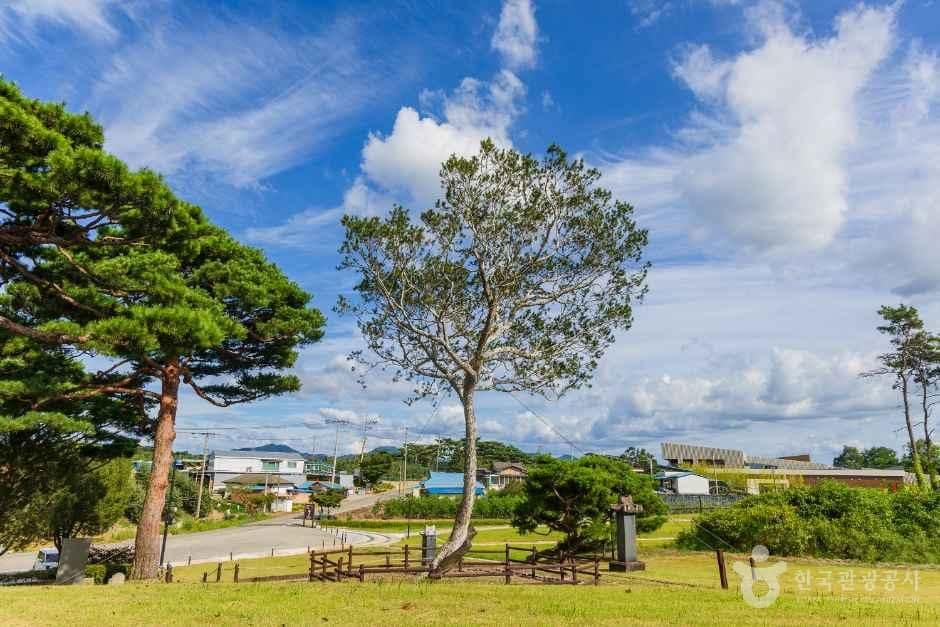 충남_예산_용궁리백송_외부_2.jpg