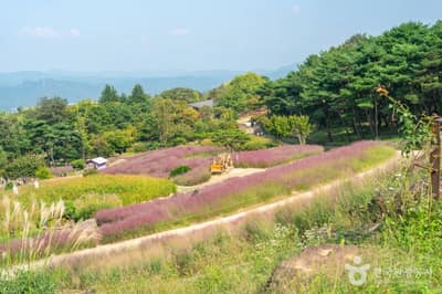 가산수피아