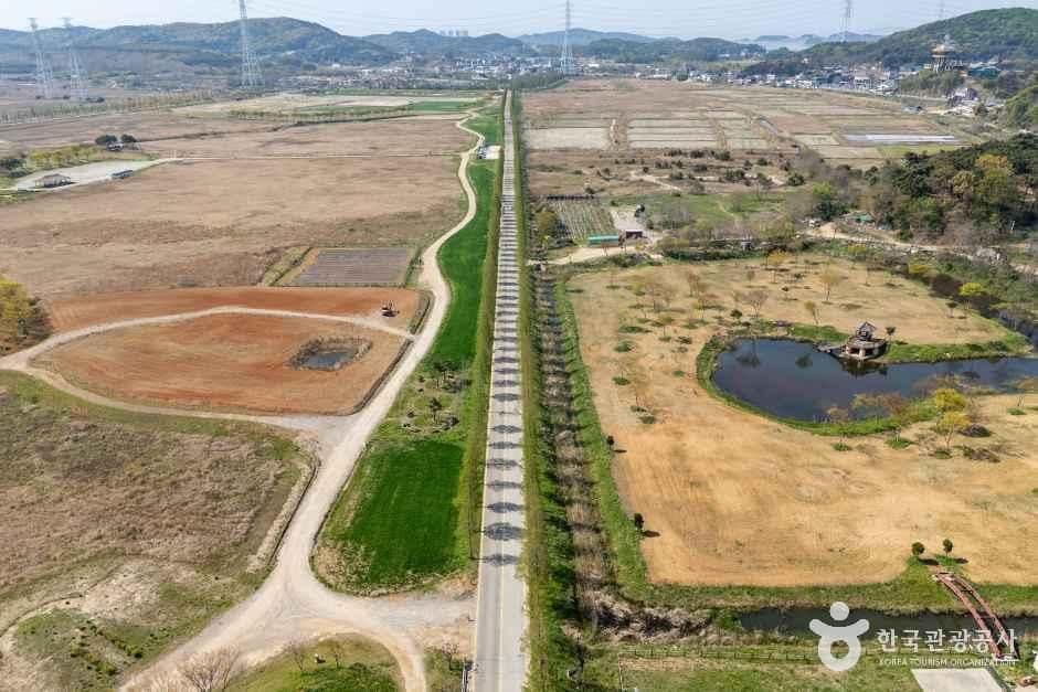 안산_대부도 메타세콰이어길 (6).jpg