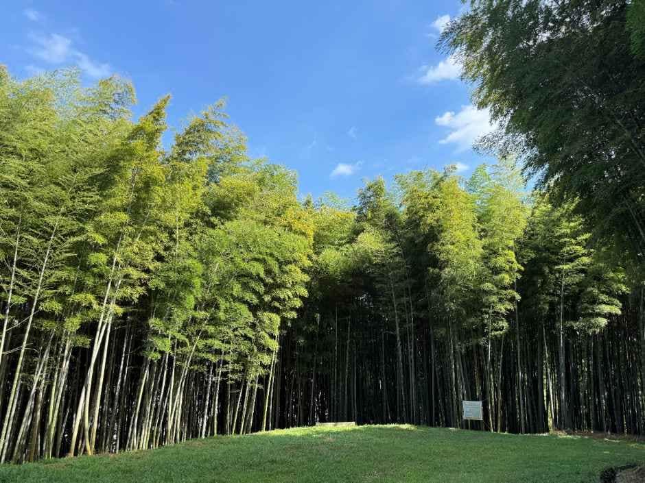 진주_가좌산대나무숲길 (5).jpg