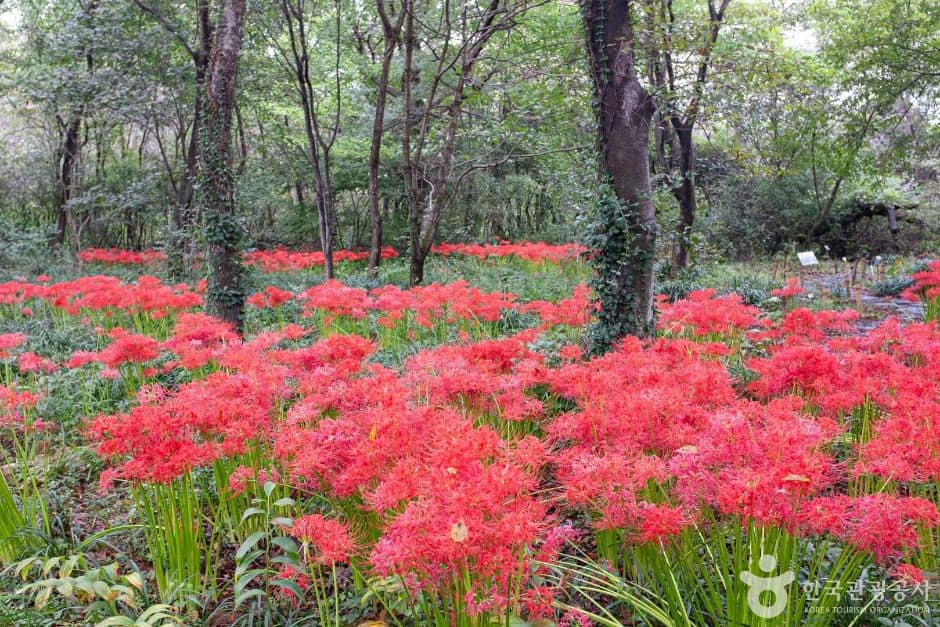 포항_기청산식물원 (11)
