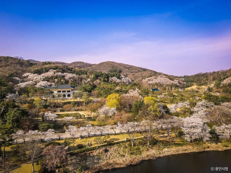 용인_가실벚꽃길 (8)