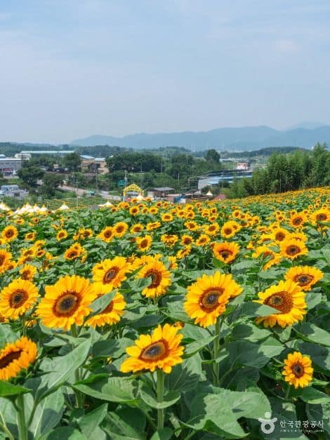 함안_강주 해바라기 마을 (1)