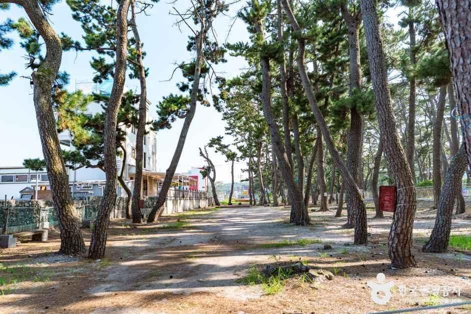 경주_전촌솔밭해변 (1).jpg