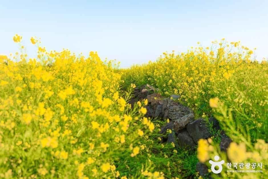 서귀포_일출봉유채밭 (5).jpg