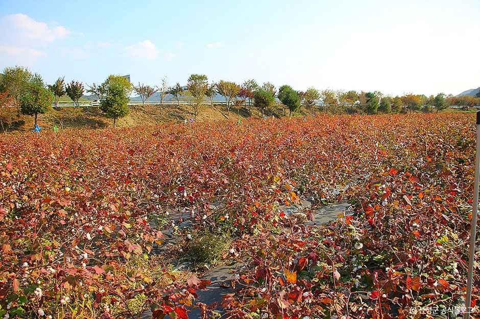 산청_목면시배유지 (8).jpg
