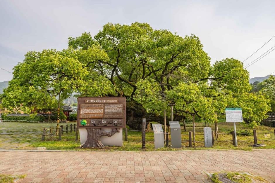 광주_충효동왕버들군 (2)