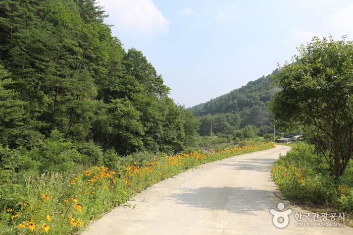 강원_영월_구룡산(강원)05