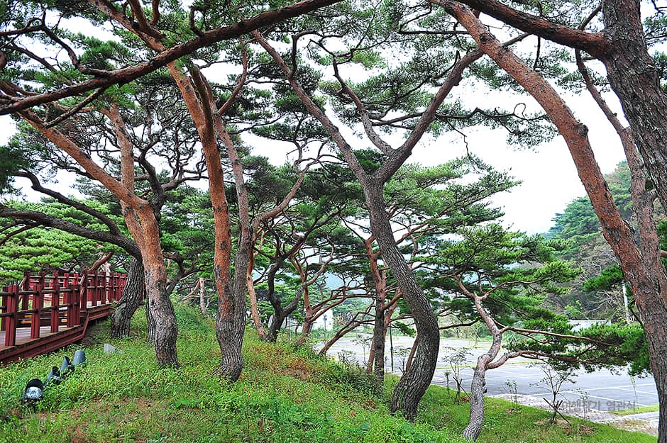 인천_옹진_서포리웰빙산림욕산책로_염관식 04