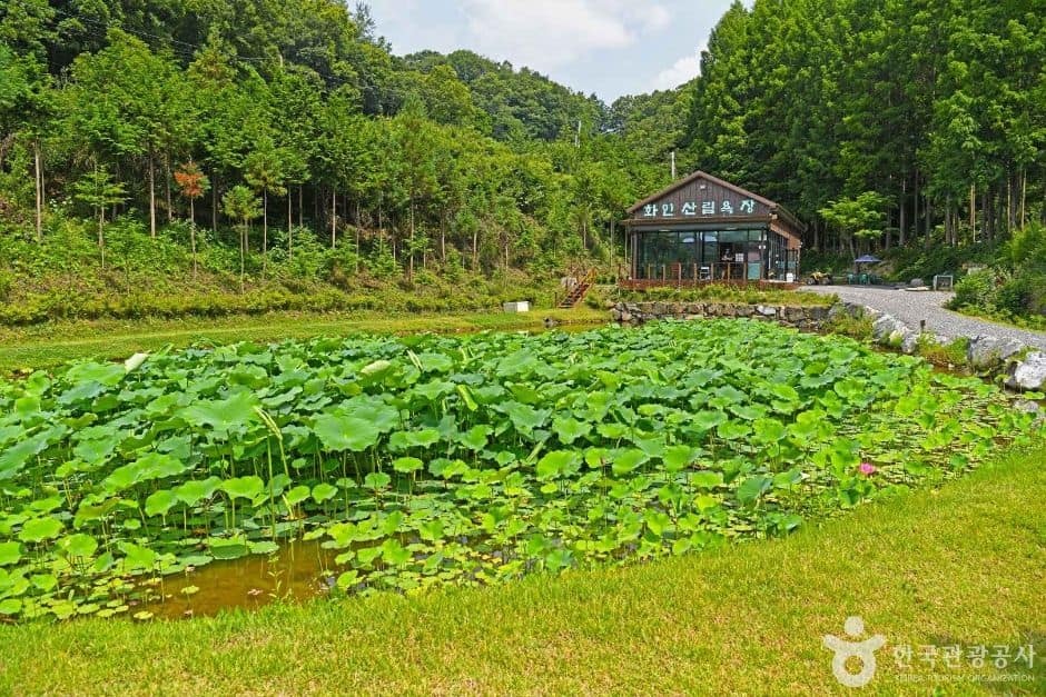 충북_옥천_화인산림욕장 (7)
