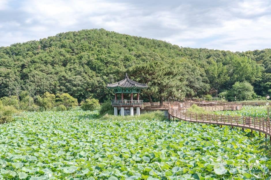 구미_들성생태공원 (1)