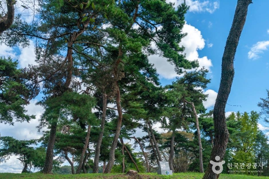 충주_목계솔밭(충주) (6)