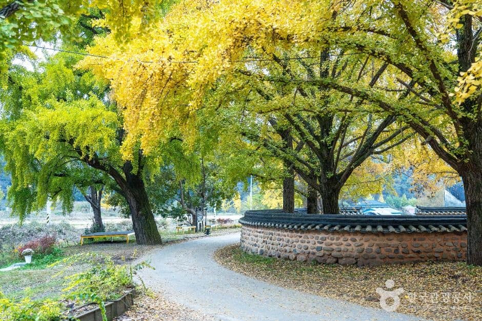 보령_청라 은행마을 (보령) (6)