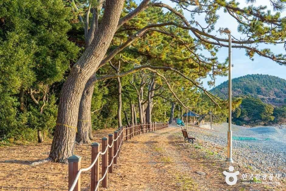 완도_완도 미라리 상록수림 (1).jpg