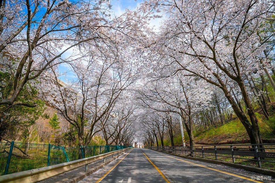광주_남한산성벚꽃길 (1).jpg