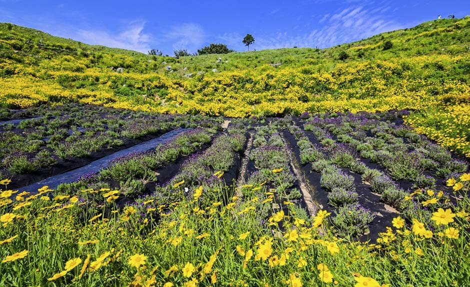 경남_거제_지세포성꽃동산 (4)