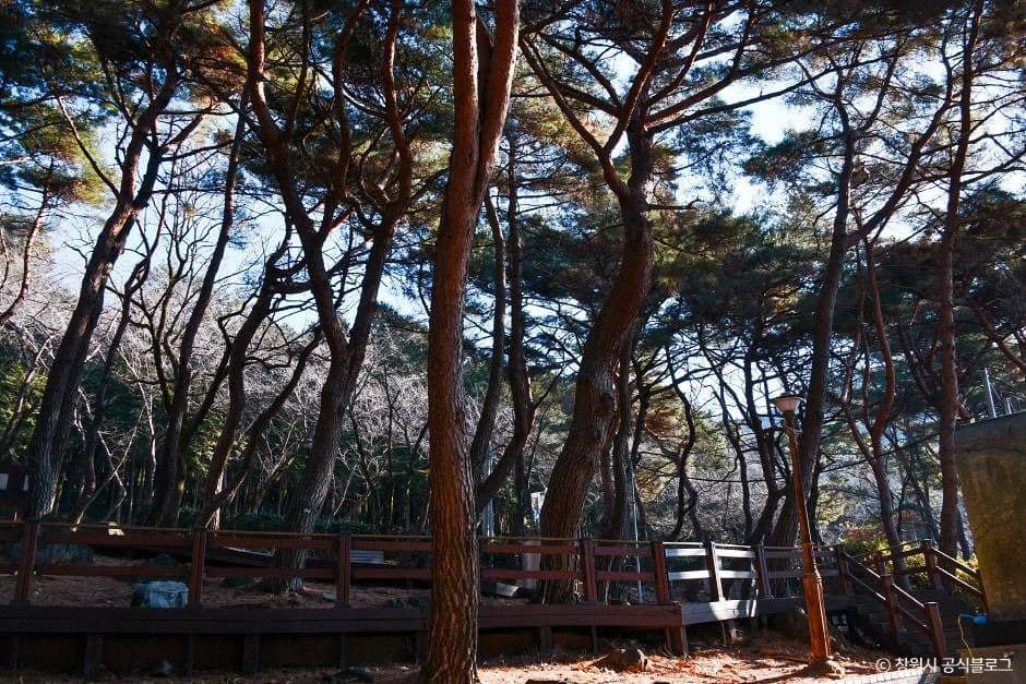 창원_창원 편백 치유의 숲 (1)