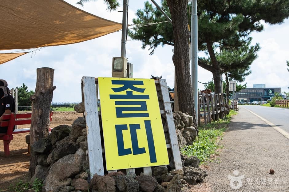 졸띠유채밭 (1)