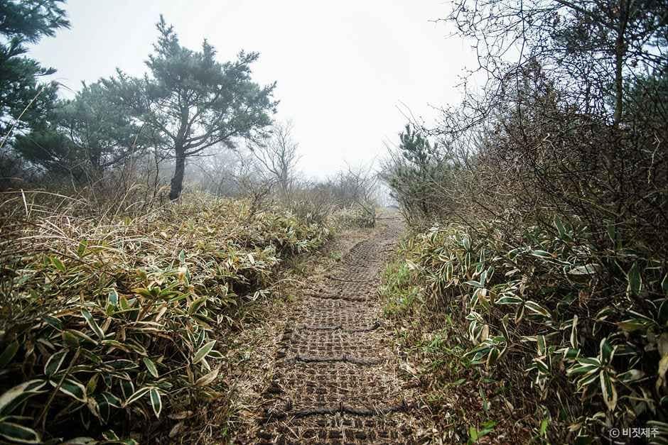 제주_족은노꼬메오름 (1).jpg