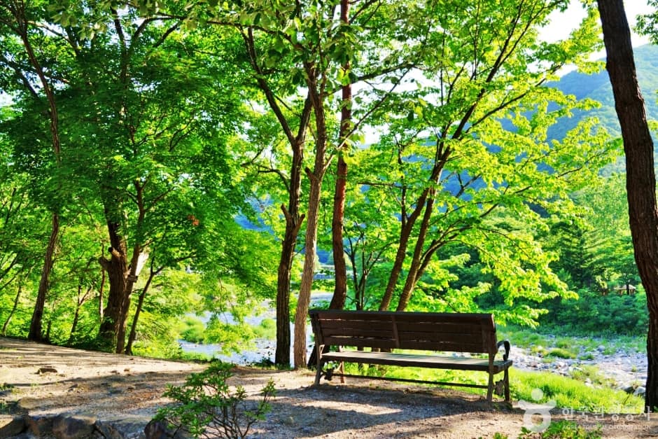 충북_단양_소선암자연휴양림 (13)