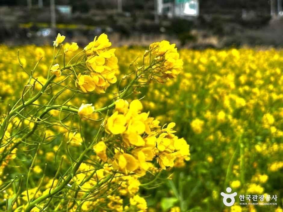 제주_서귀포_산방산유채꽃밭_외부_5.jpg