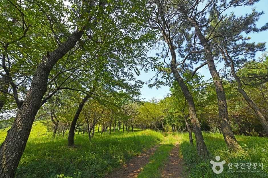 장흥_할미꽃 한재공원 (7)