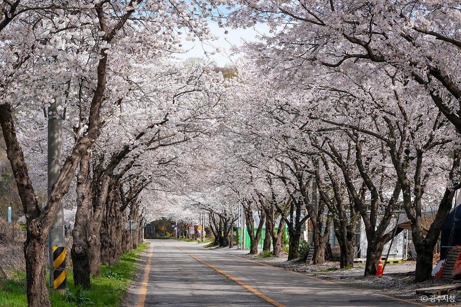 광주_남한산성벚꽃길 (5).jpg