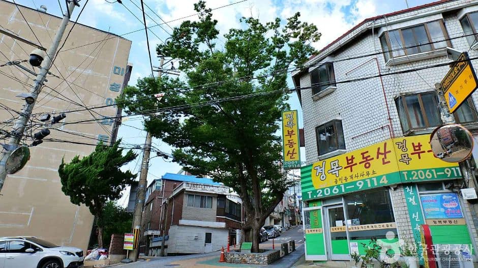 서울_양천_150년 수령 느티나무 (7)
