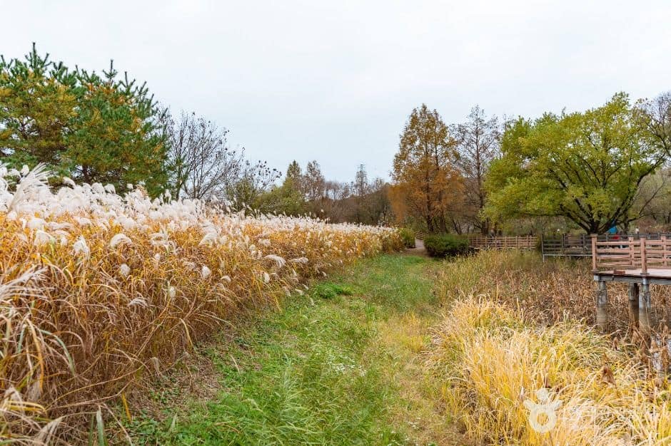 논산_탑정호 수변생태공원 (2)