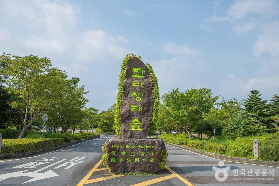 제주_[한라산 둘레길 9구간] 숫모르편백숲길 (3)