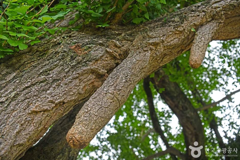 화순 야사리 은행나무 (7)
