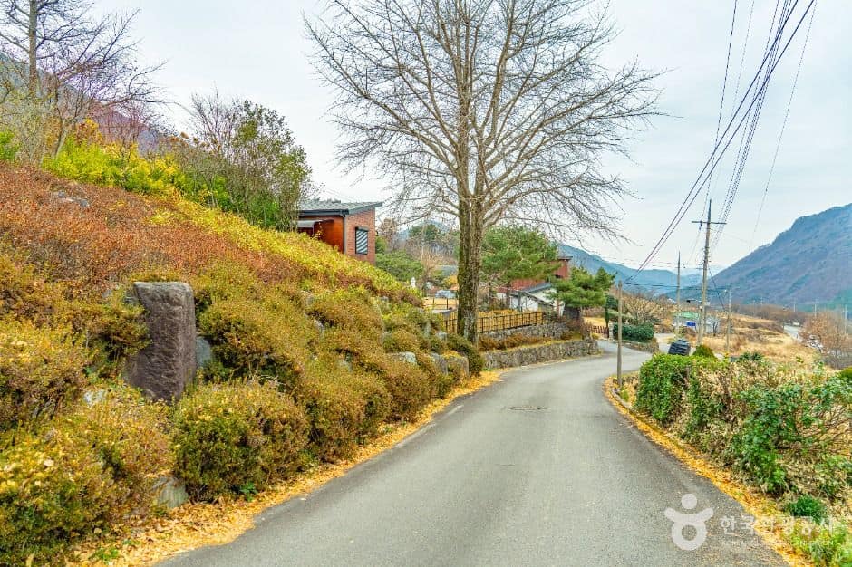 화순_화순 수만리들국화마을 (7)