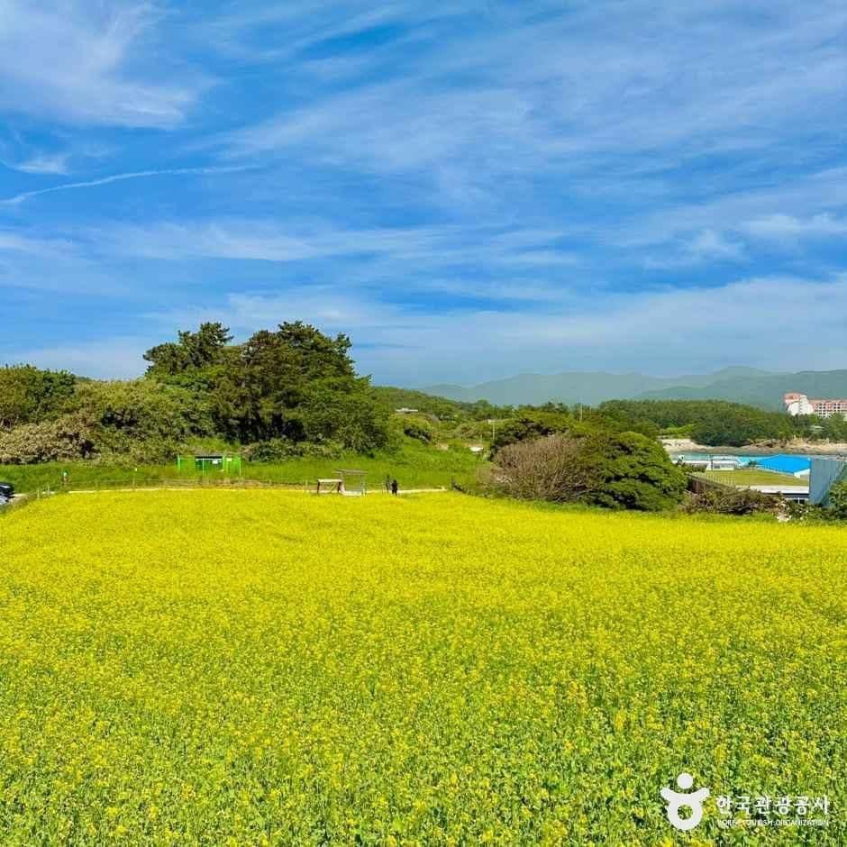 부안_수성당 유채꽃 (2).jpeg