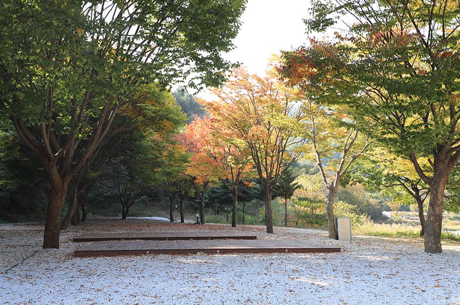 강원도_철원군_매일민박캠핑장_데크