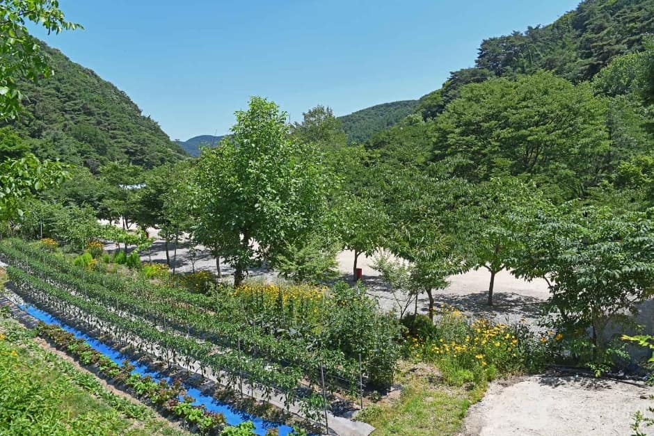 광덕산 관광농원 (2)