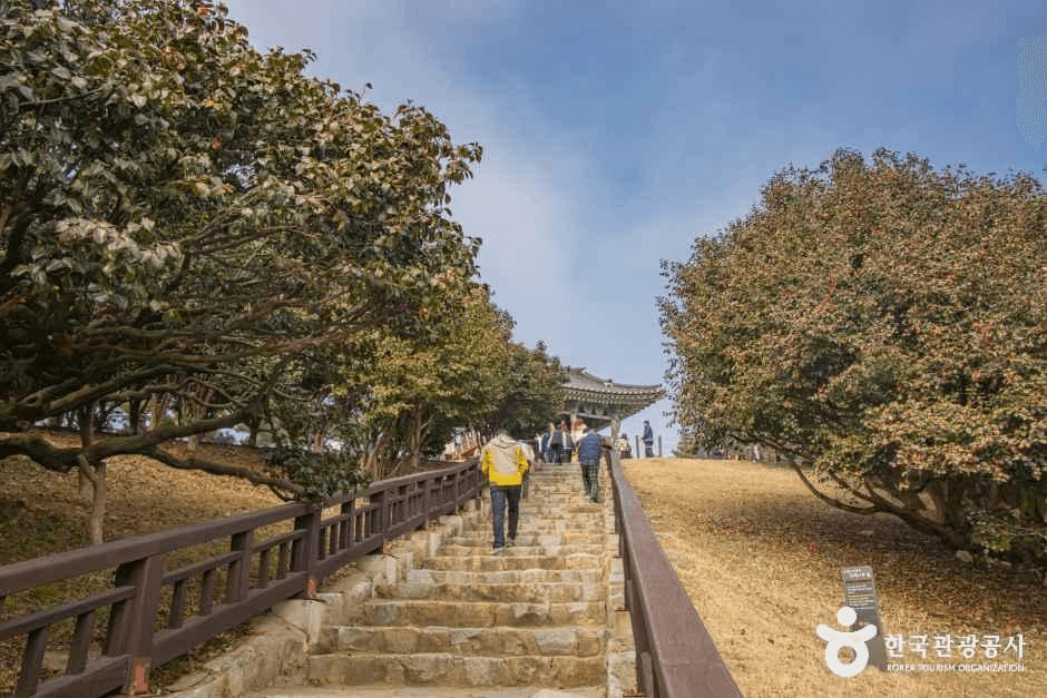 충남_서천_서천 마량리 동백나무숲_외부_5.png