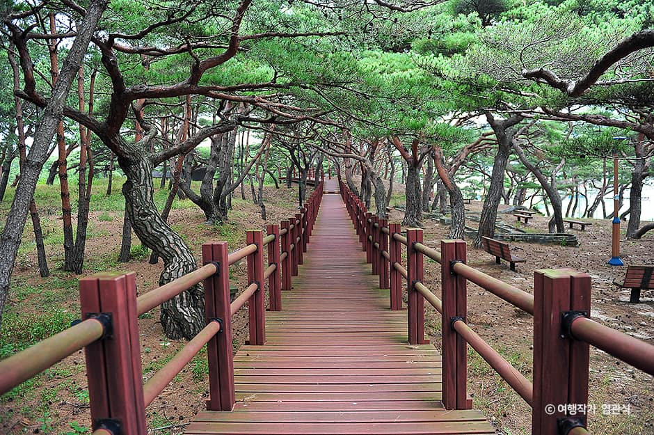 인천_옹진_서포리웰빙산림욕산책로_염관식 01