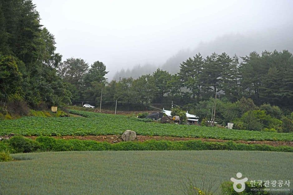 평창_탑골마을 (7)