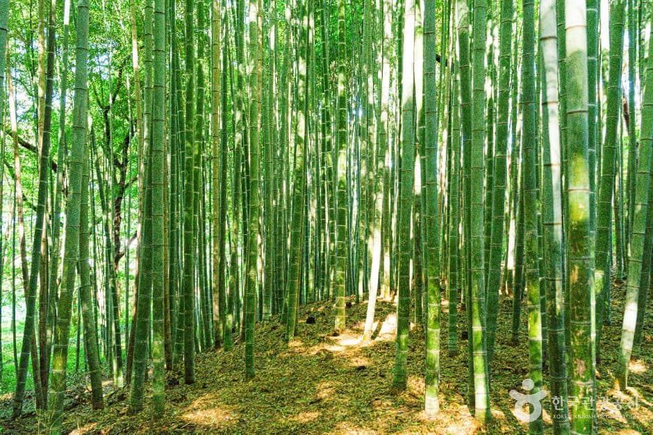 고창_고창읍성 맹종죽림 (2)