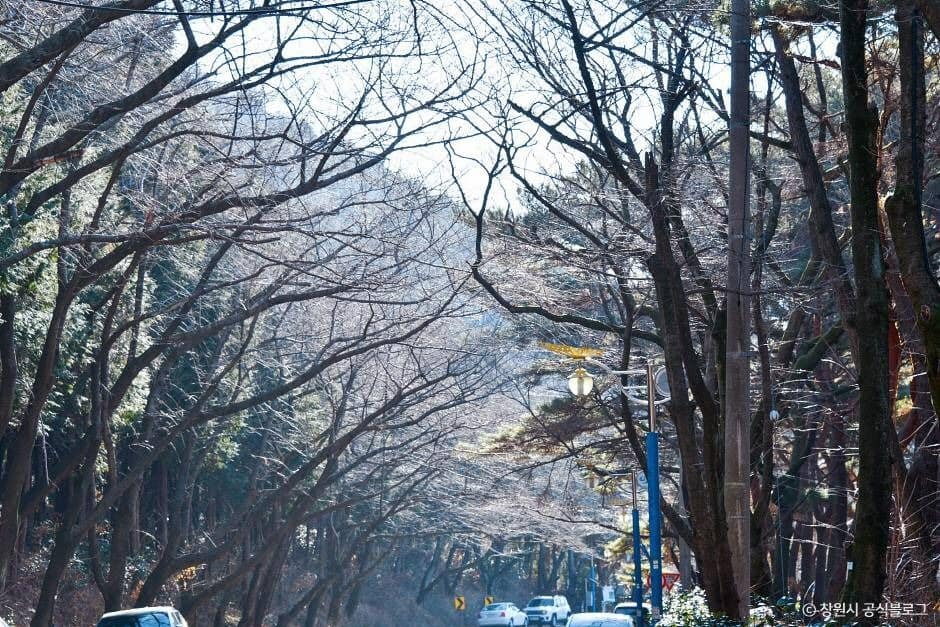 창원_창원 편백 치유의 숲 (8)