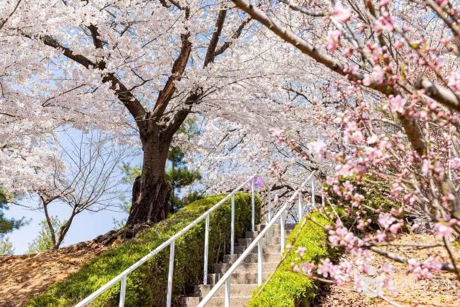 인천_SK인천석유화학벚꽃동산 (6).jpg