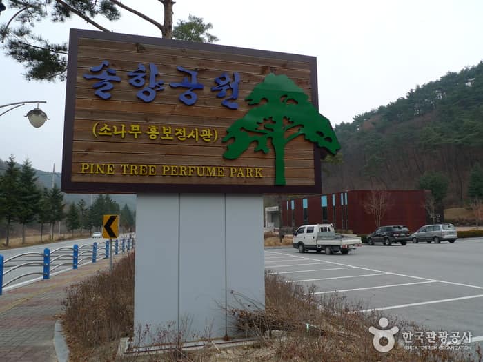 충북 보은 솔향공원 (1)