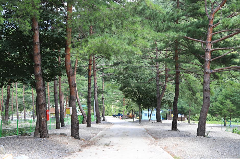 덕풍계곡솔밭야영장_전경5