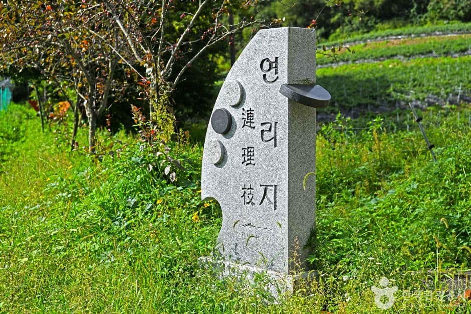 강원_태백_잣나무 연리지 (6)